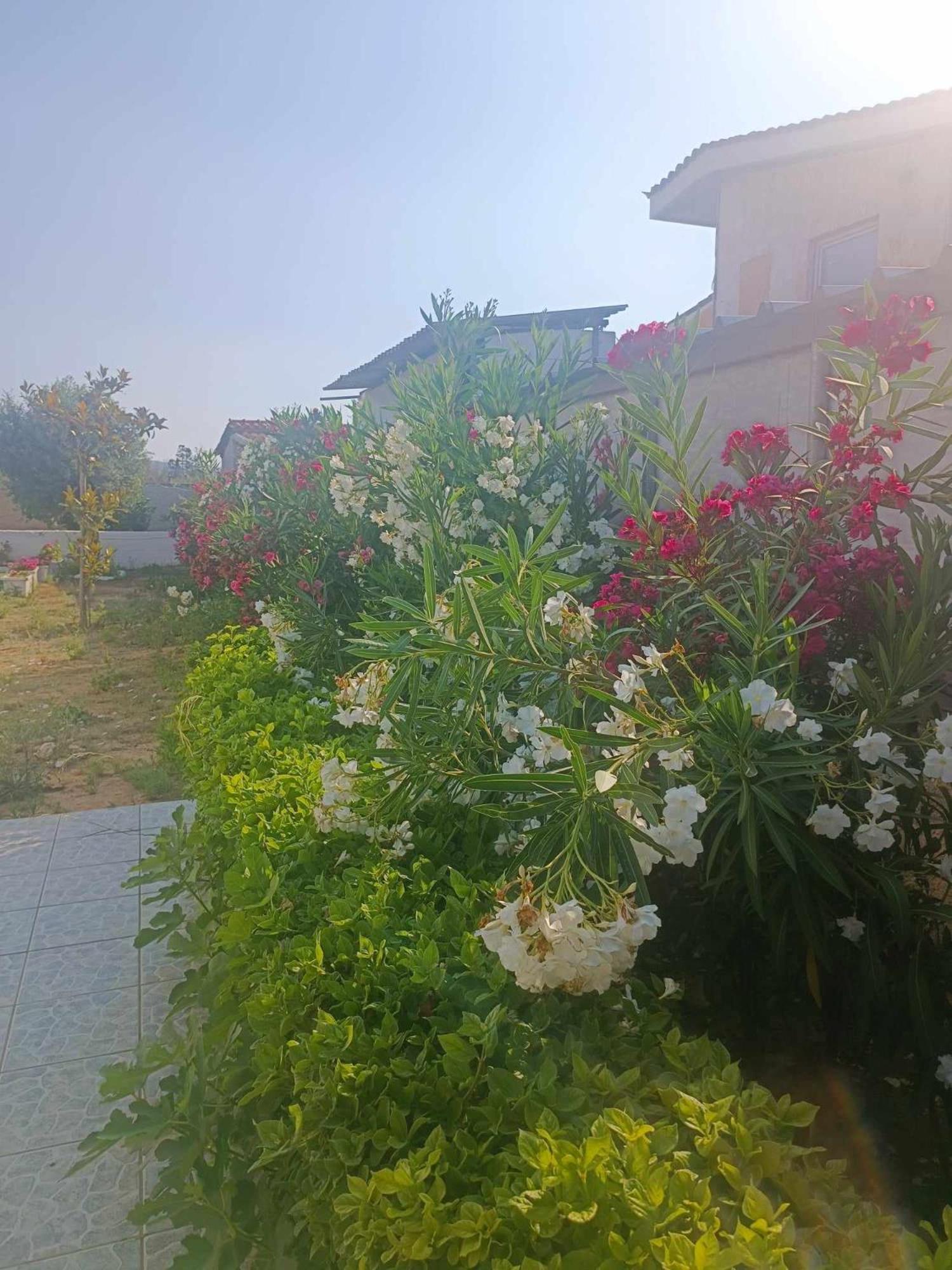 New Olivka House Anavyssos Exterior foto
